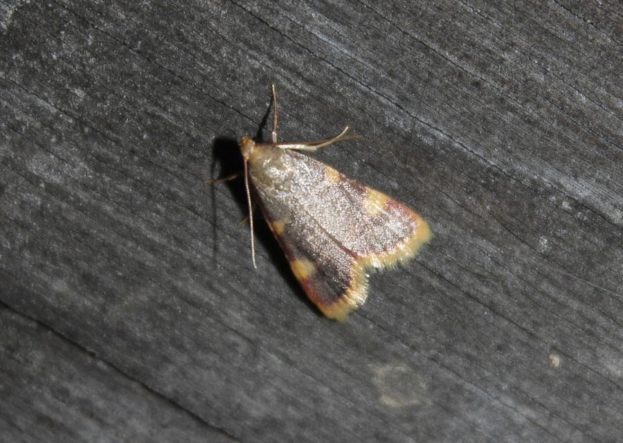 Hypsopygia costalis - szénailonca