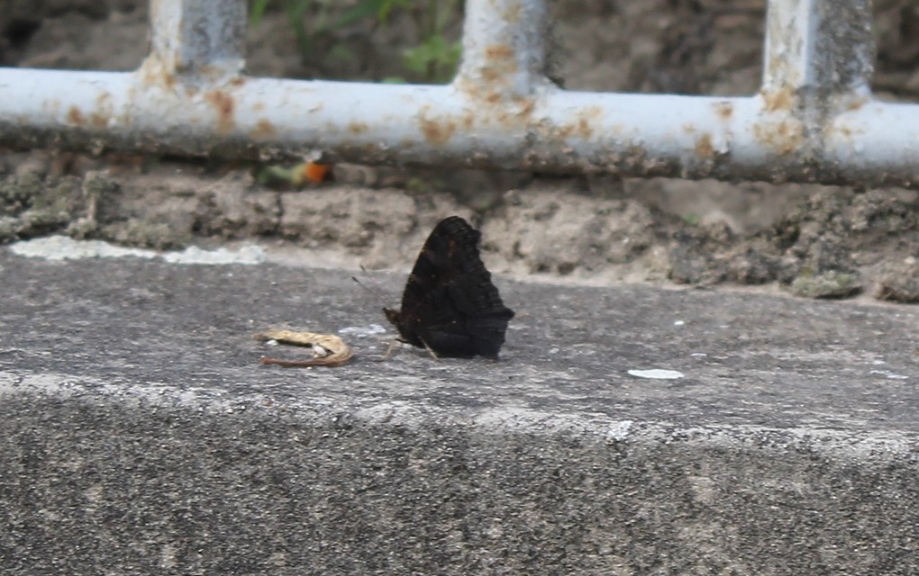 Nymphalis io - nappali pávaszem
