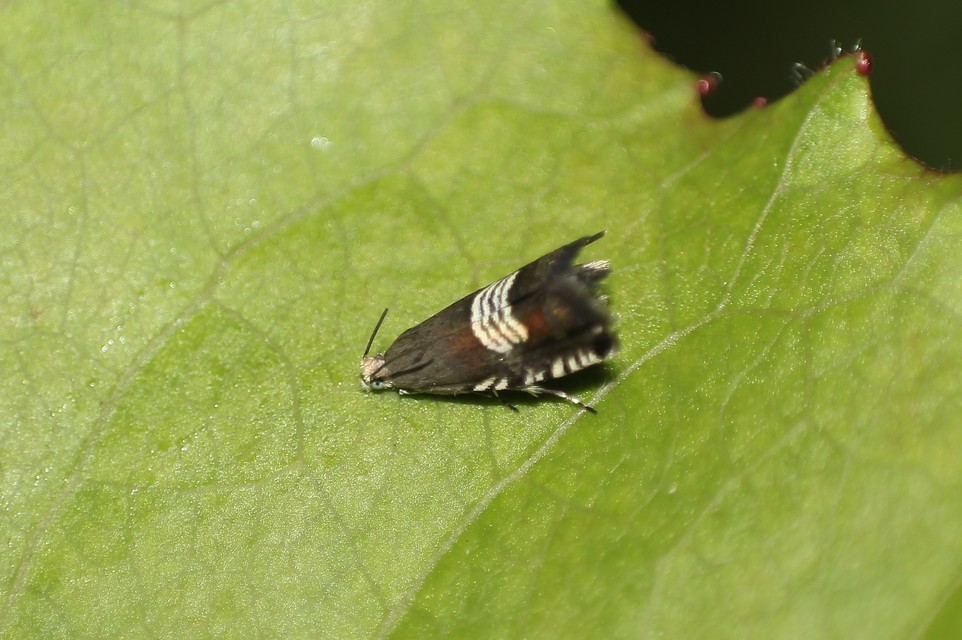 Grapholita compositella - lucernahüvelymoly