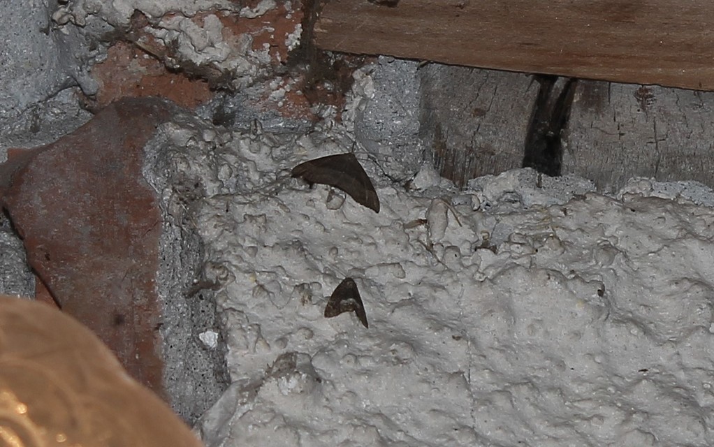 Hypena proboscidalis - ormányos karcsúbagoly