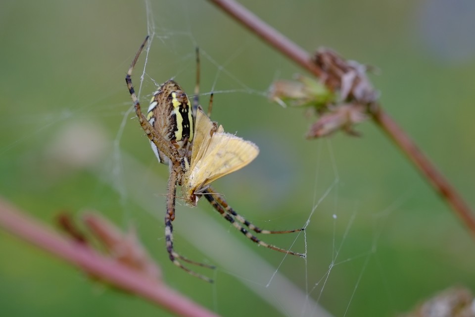 Argiope bruennichi - darázspók