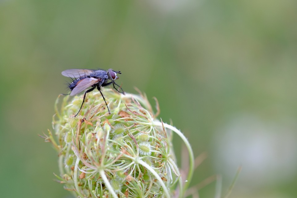 Tachinidae - fürkészlegyek