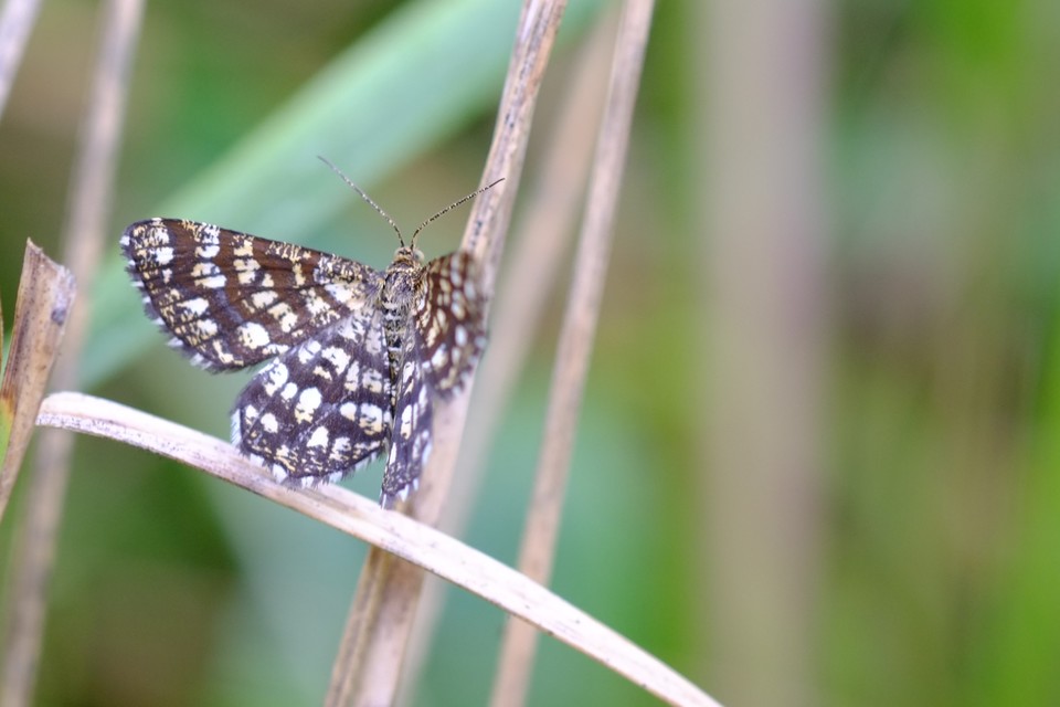 Chiasmia clathrata - rácsos rétiaraszoló