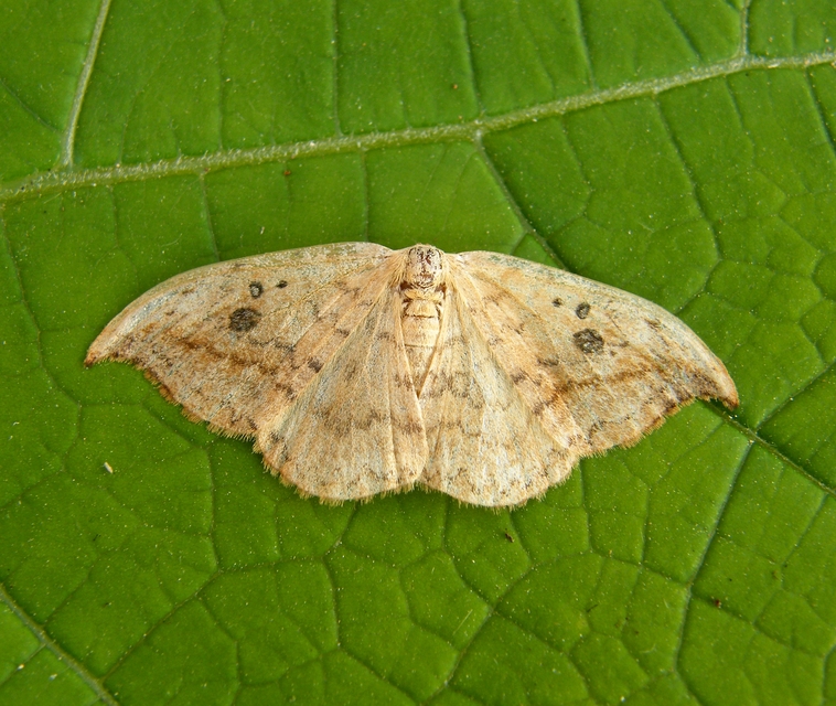 Drepana falcataria - nyárfa-sarlósszövő