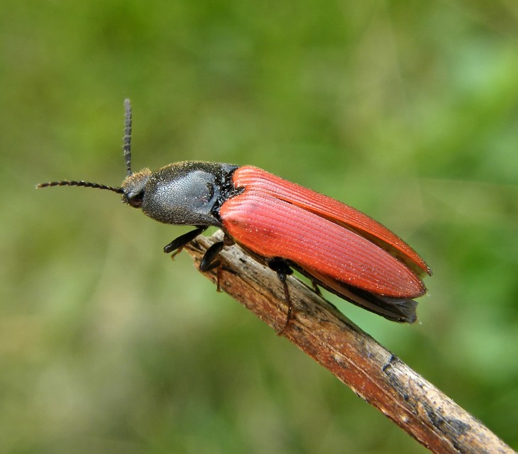Ampedus