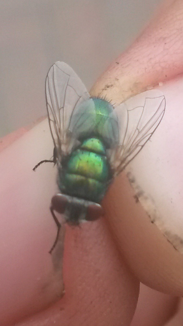 Lucilia