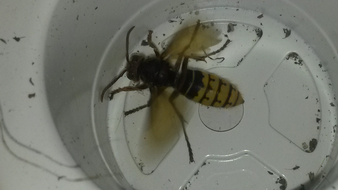 Vespa crabro - lódarázs