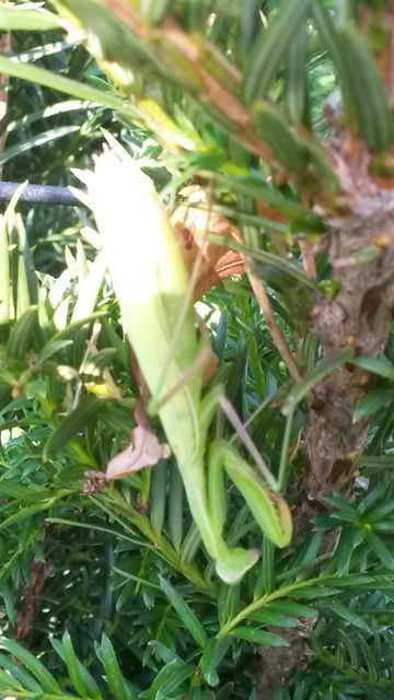 Mantis religiosa - imádkozósáska
