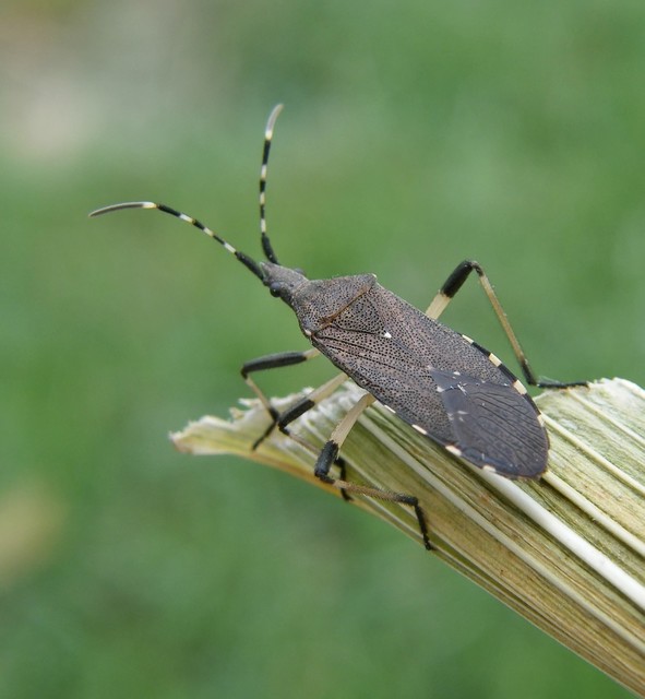 Dicranocephalus