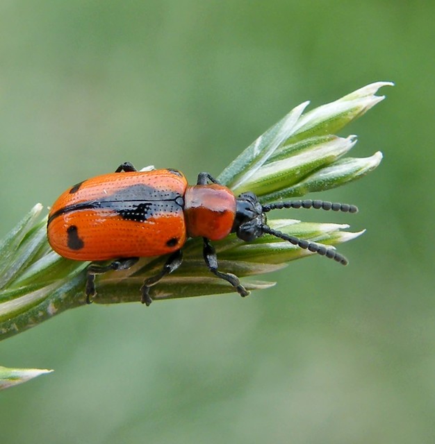 Crioceris quinquepunctata - ötpontos spárgabogár