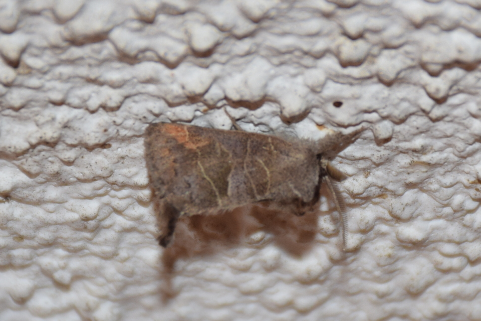 Clostera pigra - apró levélszövő