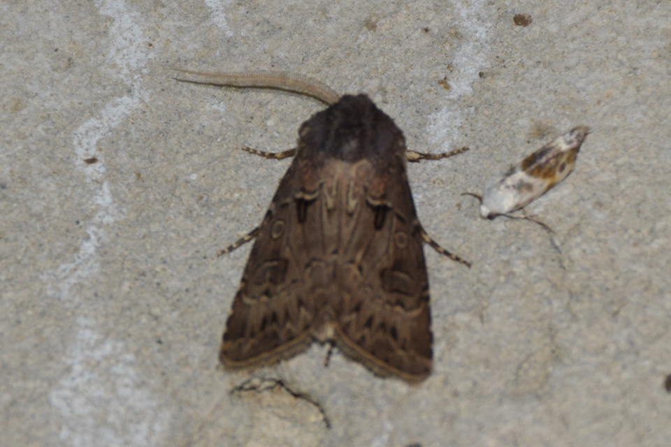 Agrotis bigramma - kétjegyű földibagoly