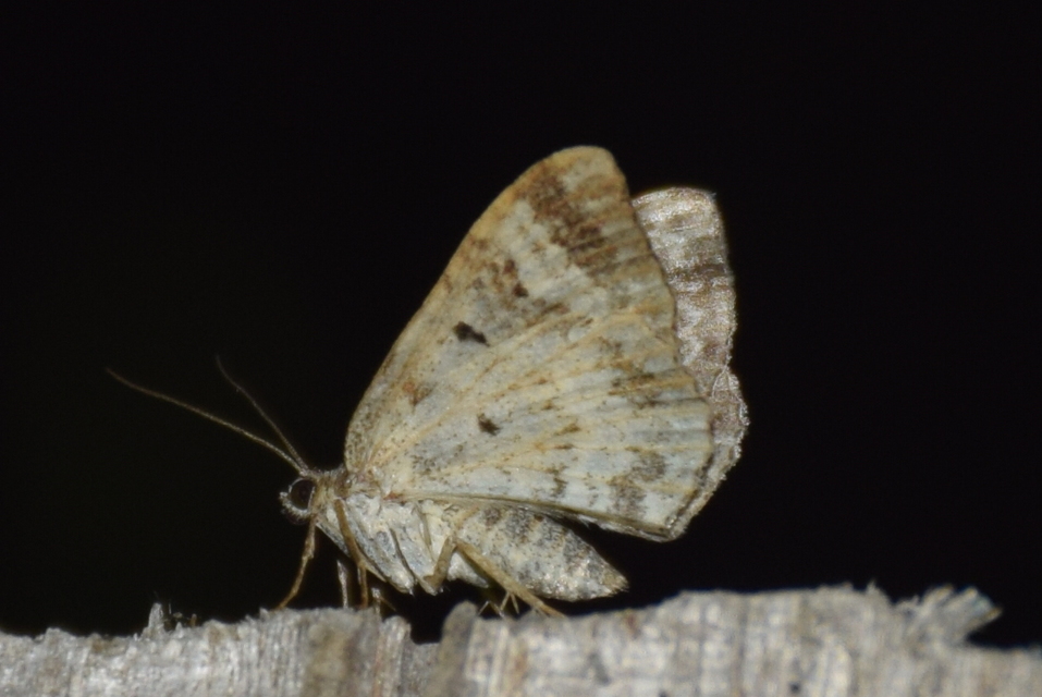 Epirrhoe alternata - galaj-tarkaaraszoló