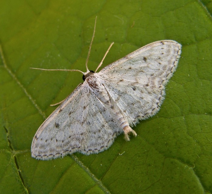 Idaea seriata - szürke apróaraszoló