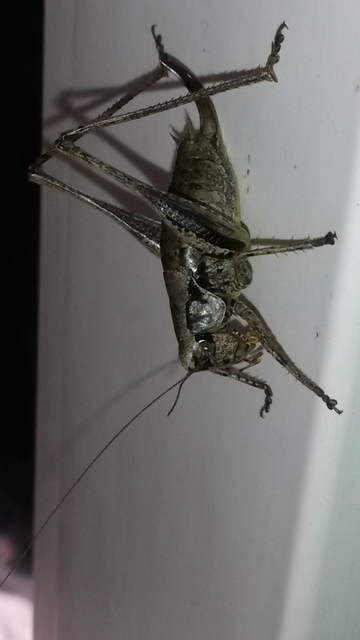 Pholidoptera griseoaptera - szürke avarszöcske
