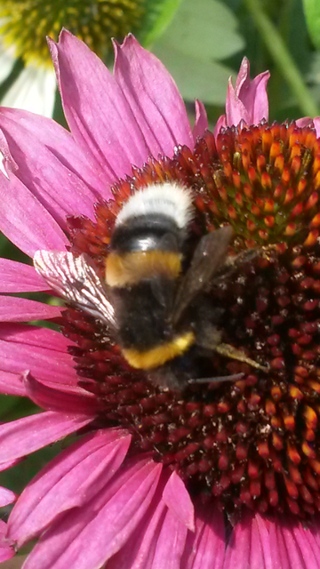 Bombus terrestris/lucorum