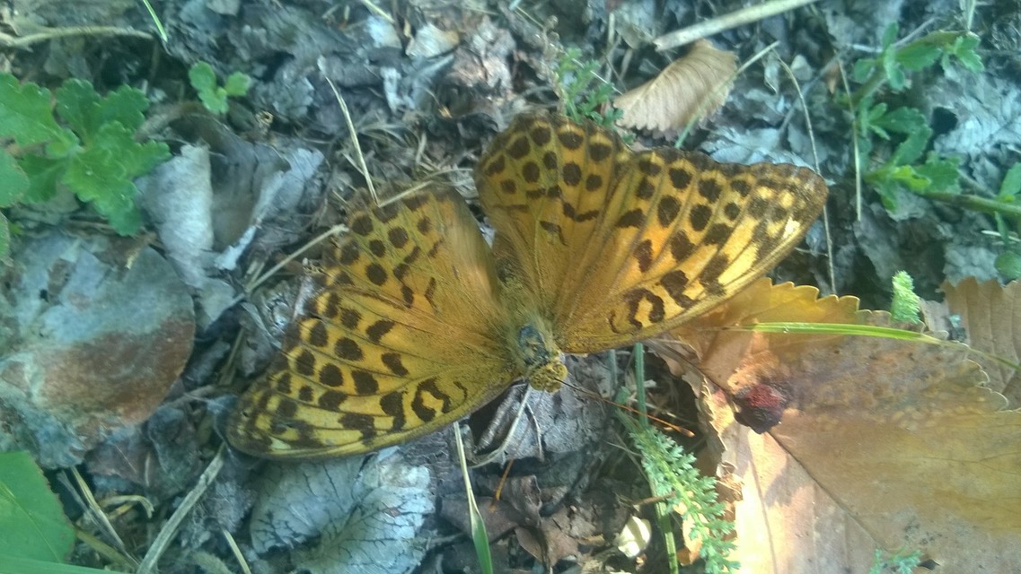 Argynnis paphia - nagy gyöngyházlepke
