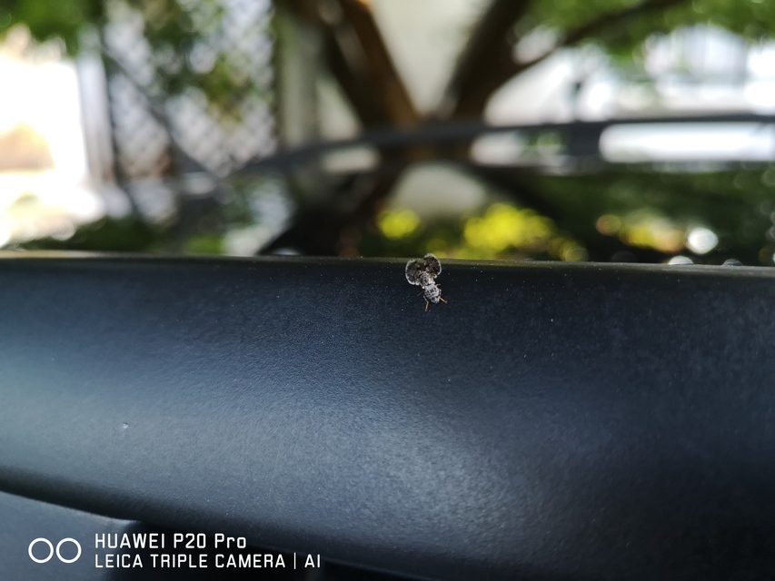 Callopistromyia annulipes - pávalégy