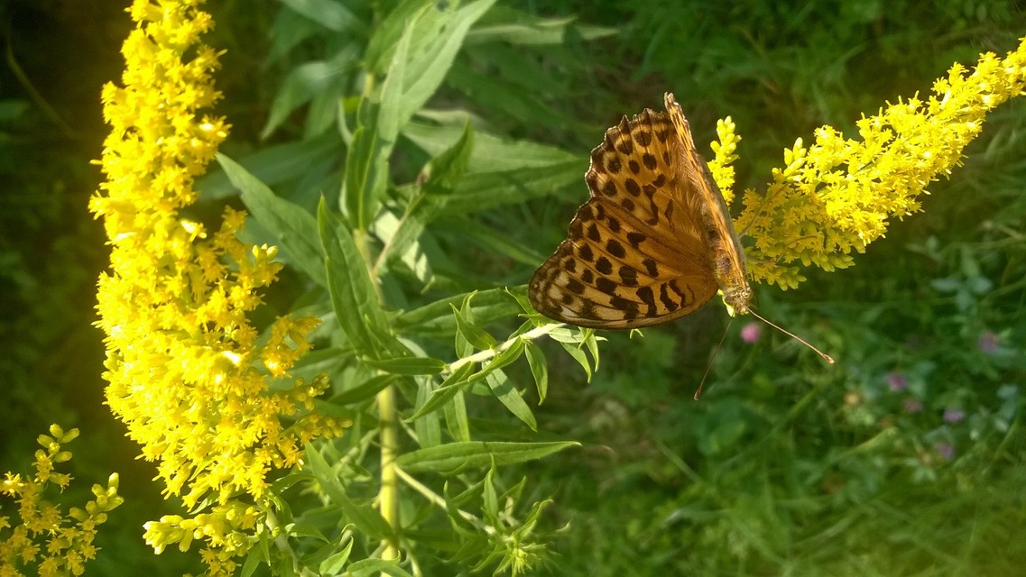 Argynnis paphia - nagy gyöngyházlepke