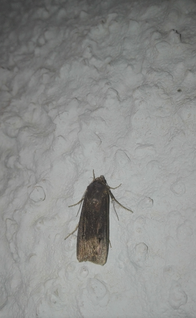 Agrotis ipsilon - nagy földibagoly