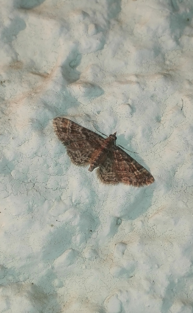 Gymnoscelis rufifasciata - vöröscsíkos törpearaszoló
