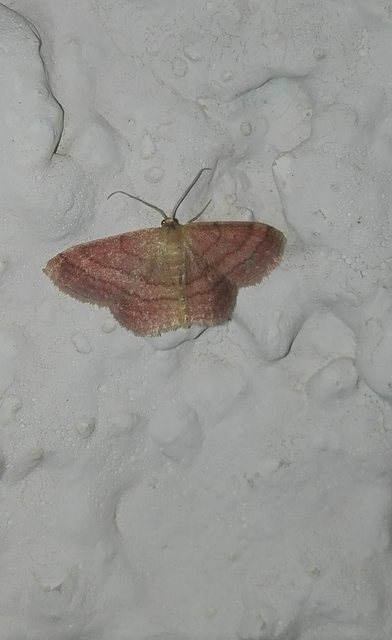 Scopula rubiginata - réti pirosaraszoló