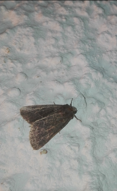 Thalpophila matura - fakó erdeibagoly