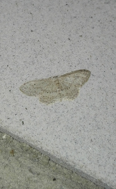Idaea seriata - szürke apróaraszoló