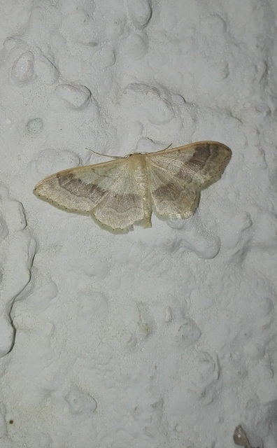 Idaea aversata - nagy sávosaraszoló