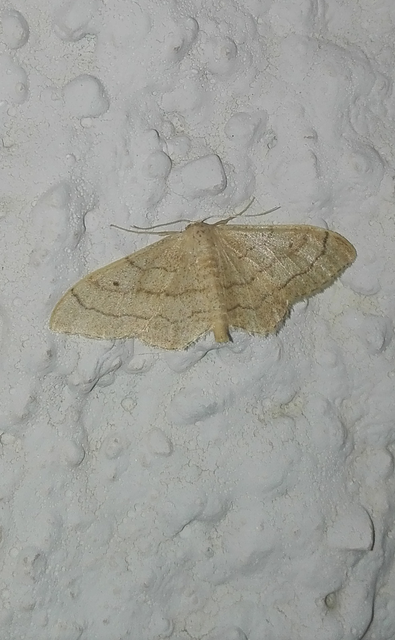 Idaea aversata - nagy sávosaraszoló