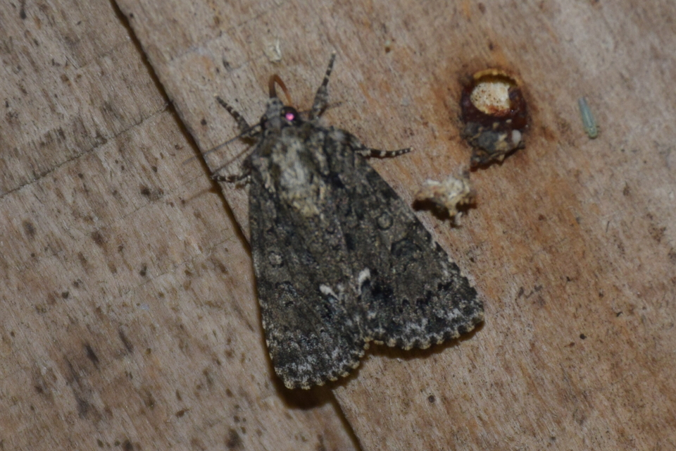 Acronicta rumicis - sóska-szigonyosbagoly
