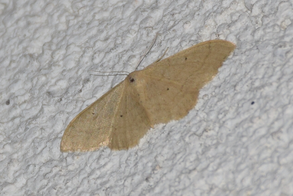 Idaea straminata - szalmasárga sávosaraszoló