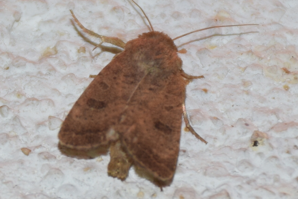 Hoplodrina octogenaria - barna selymesbagoly