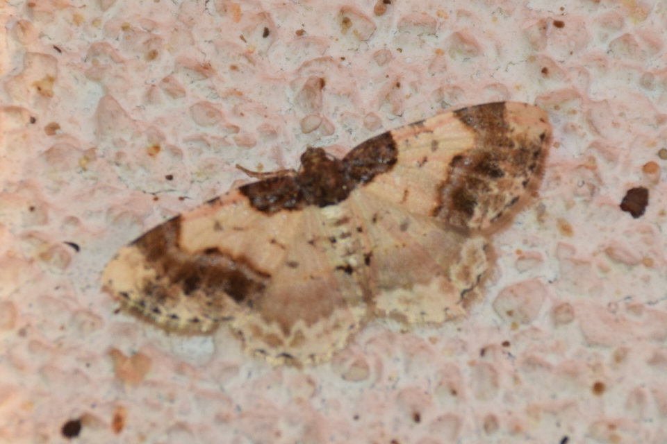 Ligdia adustata - barna levélaraszoló