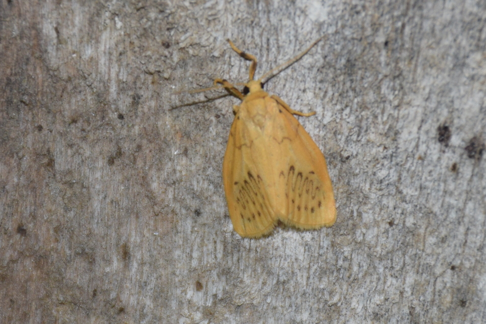 Miltochrista miniata - piros medvelepke