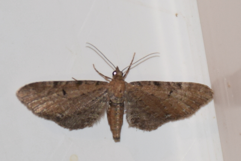 Eupithecia absinthiata - üröm-törpearaszoló