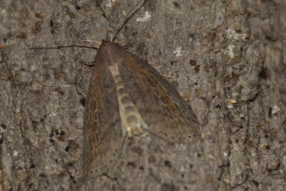 Chilodes maritima - négyfoltos nádibagoly