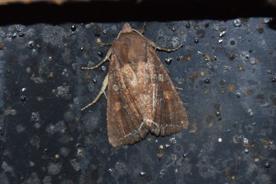 Lacanobia oleracea - saláta-kertibagoly