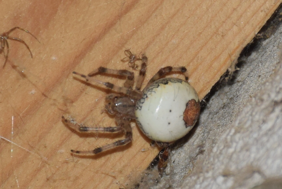 Araneus marmoreus - márványos keresztespók