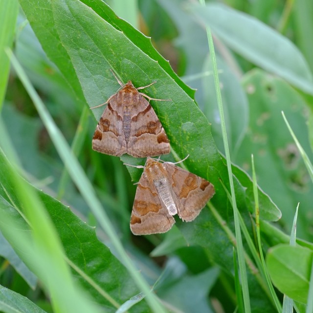 Euclidia glyphica - közönséges nappalibagoly