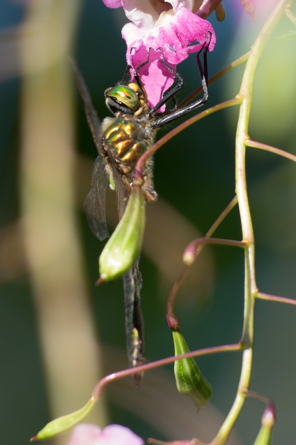 Somatochlora metallica - északi smaragdszitakötő