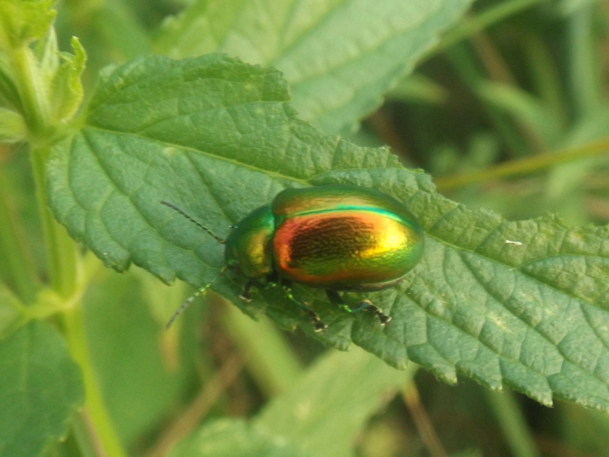 Chrysolina graminis - zöld varádicslevelész