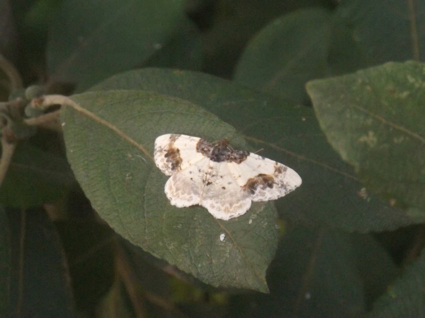Ligdia adustata - barna levélaraszoló