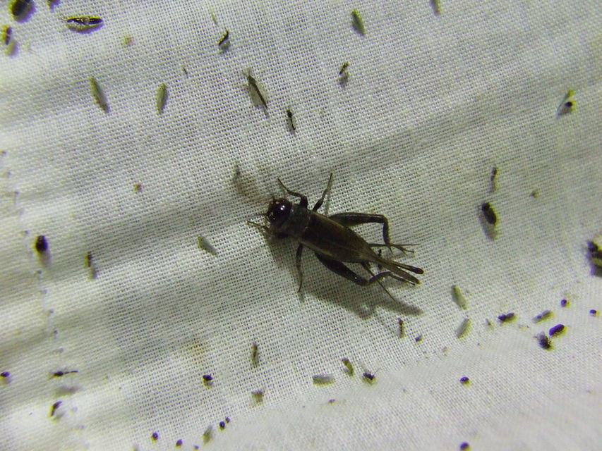 Eumodicogryllus bordigalensis - bordói tücsök