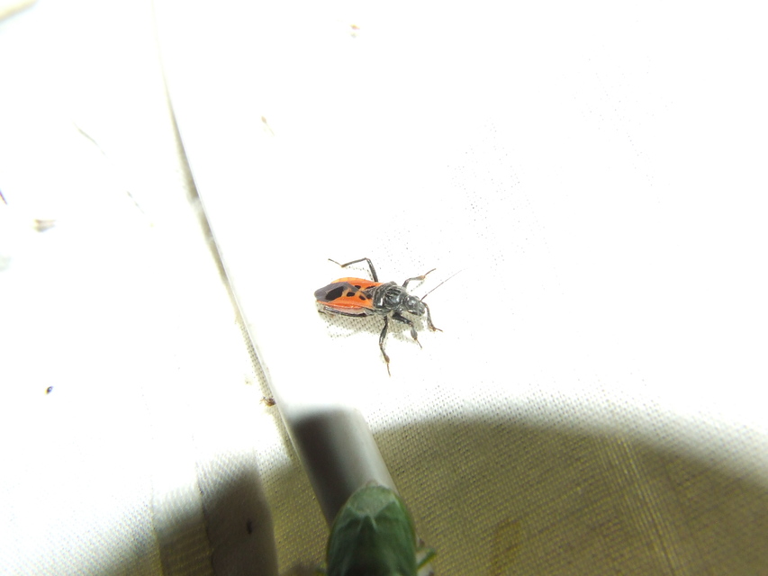 Peirates hybridus - foltos rablópoloska