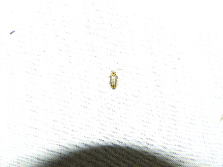 Xanthogalerucella luteola - szilfa-olajosbogár