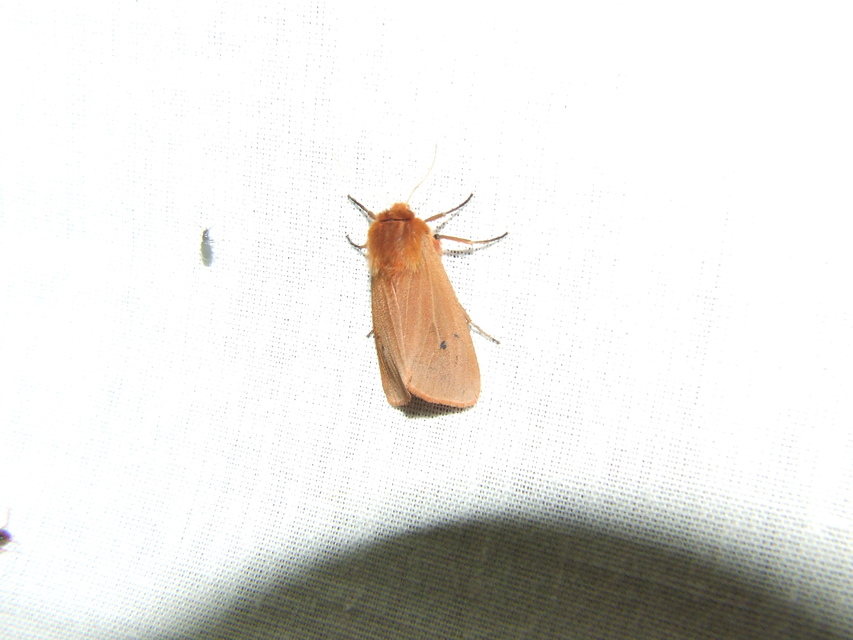 Phragmatobia fuliginosa - füstös medvelepke