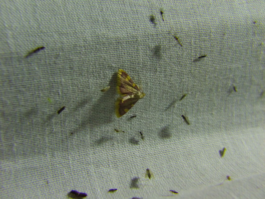 Hypsopygia costalis - szénailonca