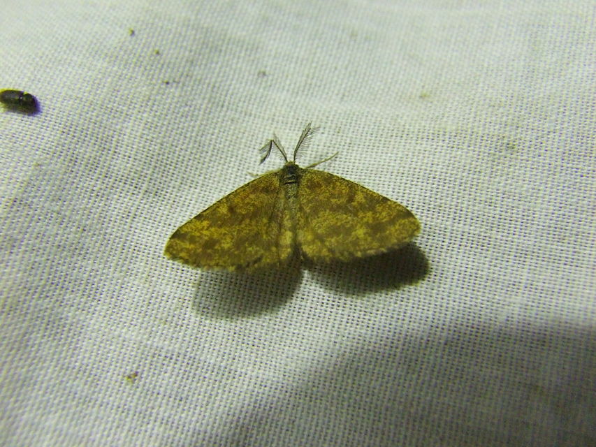 Ematurga atomaria - barna rétiaraszoló