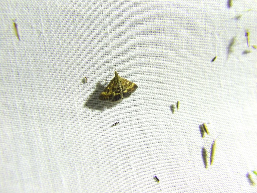 Pyrausta despicata - réti bíbormoly